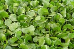 Eichhornia crassipes